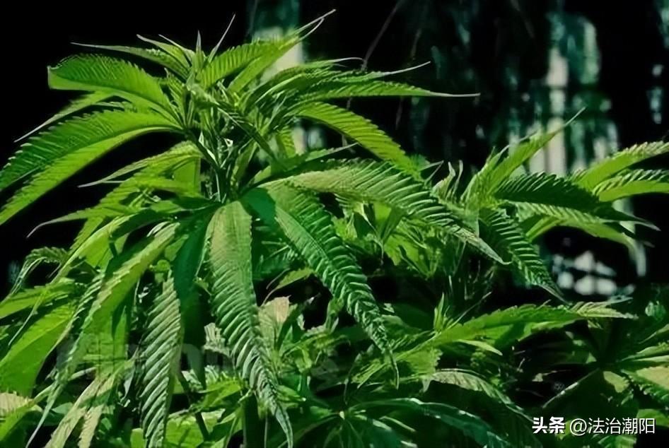 烟用爆珠能吃吗_爆珠香烟能吸进肺吗_抽烟的爆珠可以吃吗