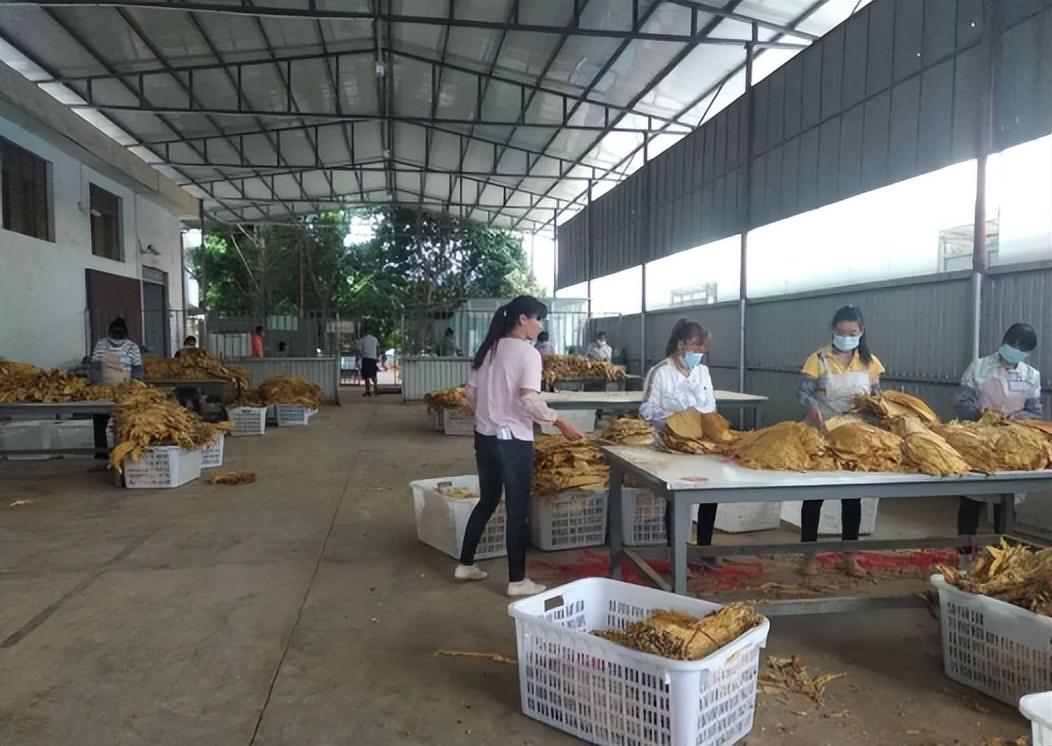 爆珠比普通烟伤害更大吗_爆珠烟和普通烟哪个危害大_爆珠和普通烟哪个毒性大